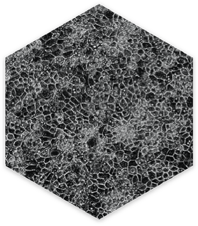 IPSC Derived Hepatocytes WT Human DefiniGEN